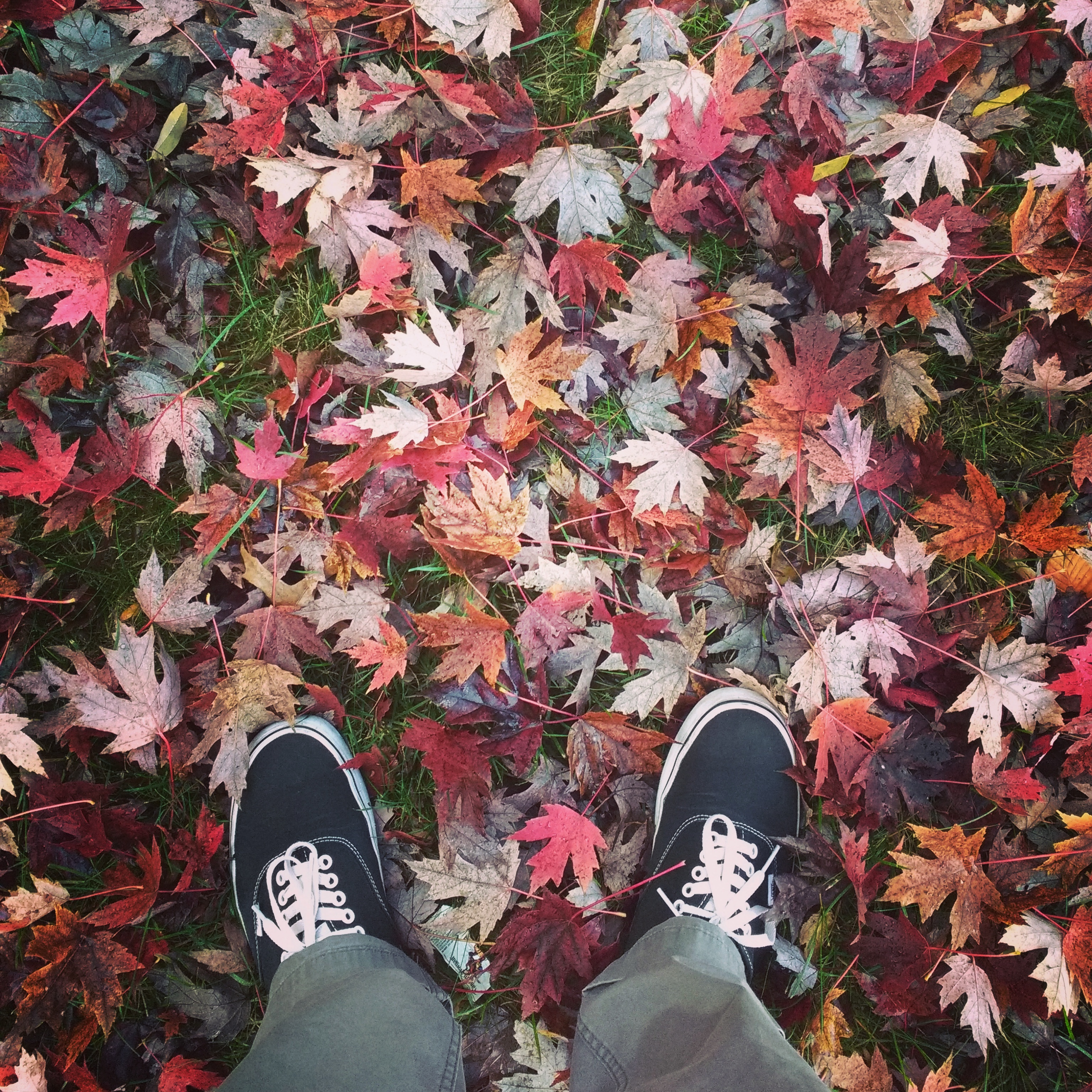 A bunch of leaves and my awesome shoes.